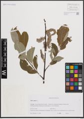 Foto von Salix caprea L.